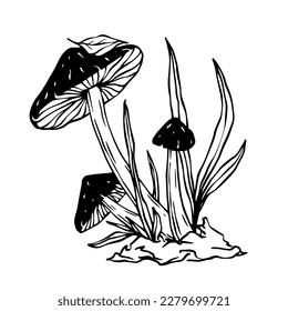 Linear sketch of toadstool mushrooms with forest plants. Vector graphics.