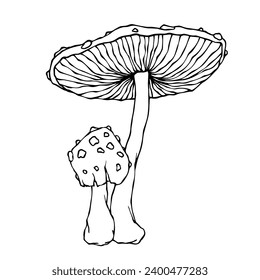 Linear sketch of a toadstool mushroom.Vector graphics.