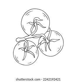Linear sketch of tomato vegetable.Vector graphics.