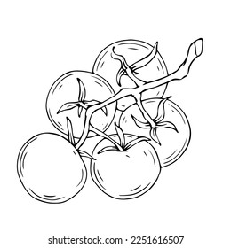 Linear sketch of tomato vegetable.Vector graphics.	