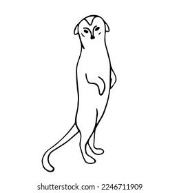 Linear sketch of a wild animal of the African savannah, the meerkat. Vector graphics.