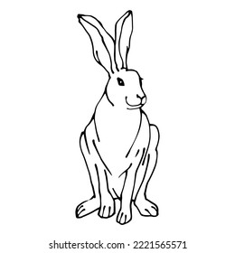 Linear sketch of a wild animal hare.Vector graphics.