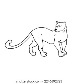 Linear sketch of wild feline, black panther.Vector graphics.