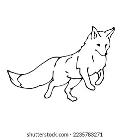 Linear sketch of a wild forest animal fox.Vector graphics.