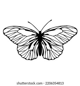 Esbozo lineal de un insecto alado, mariposa.Gráficos vectores.
