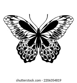Linear sketch of a winged insect, butterfly.Vector graphics.