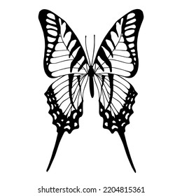Esbozo lineal, doodle de insectos alados, mariposas.Gráficos vectores.