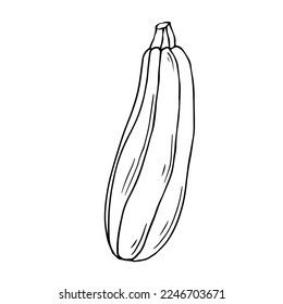 Linear sketch of zucchini.Vector graphics.