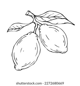 Linear sketch,doodle citrus fruit lemon.Vector graphics.