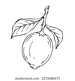 Linear sketch,doodle citrus fruit lemon.Vector graphics.
