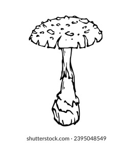 Linear sketch,doodle of forest mushroom fly agaric.Vector decorative element.