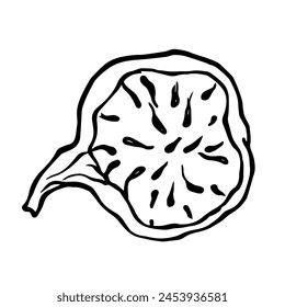 Linear sketch,doodle of summer figs.Vector graphics.
