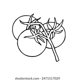 Linear sketch,doodle of tomato vegetables.Vector graphics.