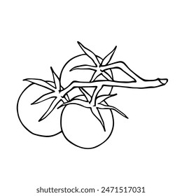 Dibujo lineal, garabato de vegetales de tomate. Gráficos de Vector.