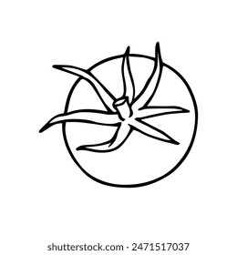 Linear sketch,doodle of tomato vegetables.Vector graphics.