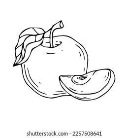 Linear sketches of apples and pieces of fruit.Vector graphics.	