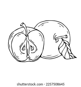 Linear sketches of apples and pieces of fruit.Vector graphics.	