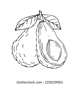Linear sketches of avocado and halves of dietary fruits.Vector graphics.	