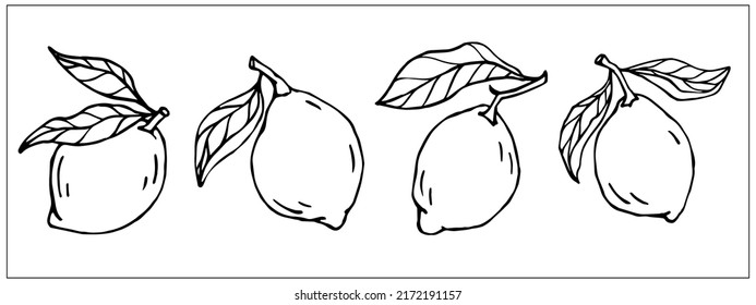 Esbozos lineales de limones de cítricos. Gráficos vectoriales.