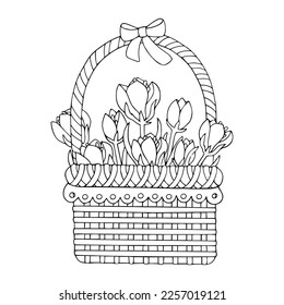 Linear sketches, coloring pages of spring crocus flowers in a wicker basket. Vector graphics.
