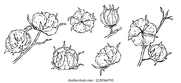 Linear sketches of a cotton plant. Vector graphics.	