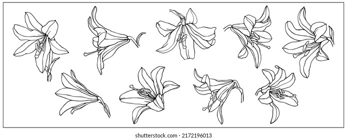 Lineare Skizzen von Lilienblumen und Knospen. Vektorgrafiken.