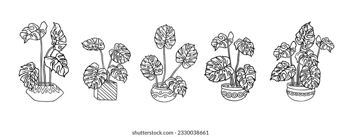 Linear sketches of monstera in flower pots.Vector graphics.