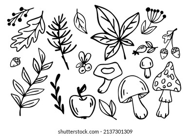 Esbozos lineales de plantas, bayas, setas. Conjunto de doodles de otoño.Gráficos vectoriales.