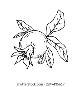 linear sketches of pomegranate branches and fruits.Vector graphics.	