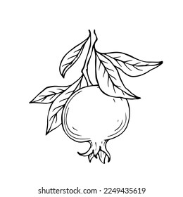 linear sketches of pomegranate branches and fruits.Vector graphics.	