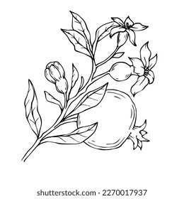 linear sketches of pomegranate branches and fruits.Vector graphics.