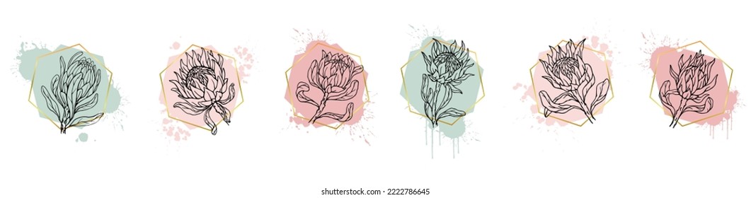 Linear Sketches Of Protea Flowers And Buds With Abstract Spots, Paint Splatters And Golden Frames.Vector Graphics.