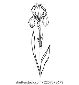 Linear sketches of spring iris flowers.Vector graphics.