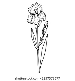 Linear sketches of spring iris flowers.Vector graphics.