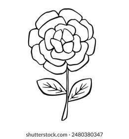 linear small peony flower, vector illustration Doodle style.