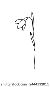 Linear snowdrop flower isolated on white. Spring flower. Botanical drawing. Great for greeting cards, backgrounds, tattoo. Woman's day, mother's day, wedding. Line art. Coloring book.