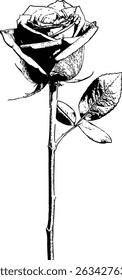 Linear stamp-style drawing of a rosebud with leaves — timeless and simple, echoing classic botanical prints. The stem is long and slender, featuring a few leaves with visible veins. 