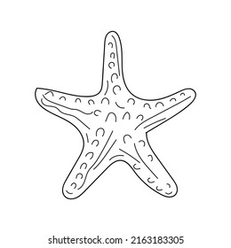 Linear star shell. Hand drawn sea shell in the shape of an isolated star. Nautical vector illustration