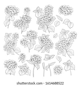 278,040 Hydrangea Images, Stock Photos & Vectors | Shutterstock