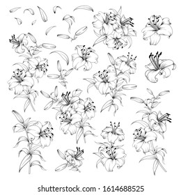 Linear style set of white lilies, hand drawn contour illustration of flowers isolated on a white background. White lily collection. Vector illustration.