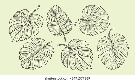 Conjunto de hojas exóticas tropicales de estilo lineal. Hojas de Monstera en contorno. Ilustraciones vectoriales colección.