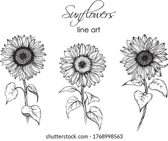 Linear sunflowers and leaves. Hand drawn illustration. This art is perfect for invitation cards, autumn and summer decor, greeting cards, posters, scrapbooking, print, wallpaper, wrapping paper