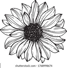 Linear sunflowers and leaves. Hand drawn illustration. This art is perfect for invitation cards, autumn and summer decor, greeting cards, posters, scrapbooking, print, wallpaper, wrapping paper