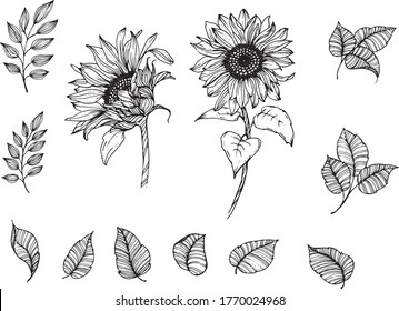 Linear sunflowers and leaves. Hand drawn illustration. This art is perfect for invitation cards, autumn and summer decor, greeting cards, posters, scrapbooking, print, wallpaper, wrapping paper