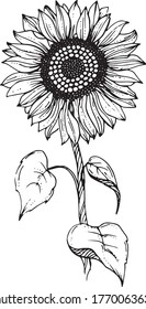 Linear sunflowers and leaves. Hand drawn illustration. This art is perfect for invitation cards, autumn and summer decor, greeting cards, posters, scrapbooking, print, wallpaper, wrapping paper
