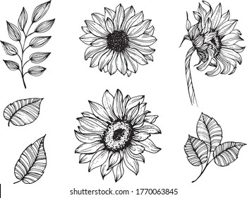 Linear sunflowers and leaves. Hand drawn illustration. This art is perfect for invitation cards, autumn and summer decor, greeting cards, posters, scrapbooking, print, wallpaper, wrapping paper