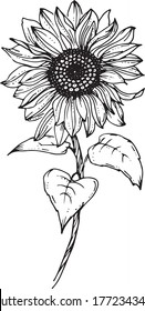 Linear sunflowers and leaves. Hand drawn illustration. This art is perfect for invitation cards, autumn and summer decor, greeting cards, posters, scrapbooking, print, wallpaper, wrapping paper