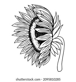 Linear sunflowers and leaves. Hand drawn illustration. This art is perfect for invitation cards, autumn and summer decor, greeting cards, posters, scrapbooking, print, wallpaper, wrapping paper