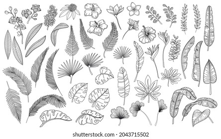 Linear tropical leaves and flowers. Outline forest palm monstera fern hawaiian leaves, plumeria flower, orchid and hibiscus. Hand drawn plant tropical elements vector illustration.