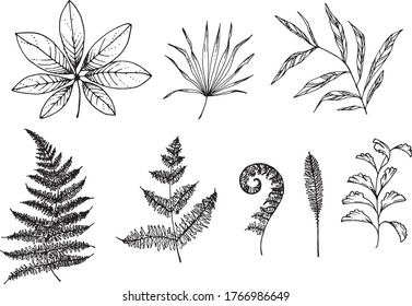 Linear tropical leaves. Monstera, eucalyptus, fern, ginkgo, banana leaf, palm leaf, etc. Hand drawn illustration. perfect for invitation cards, summer decor, greeting cards, posters, scrapbooking